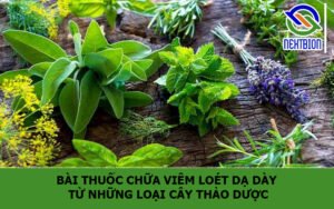 Bài thuốc chữa viêm loét dạ dày từ những loại cây thảo dược